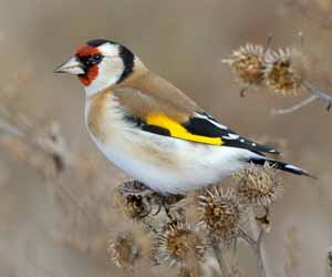 Бужиргана (Бор бужиргана)